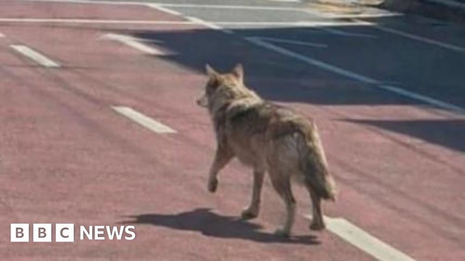South Korean man arrested for creating AI image of escaped zoo wolf