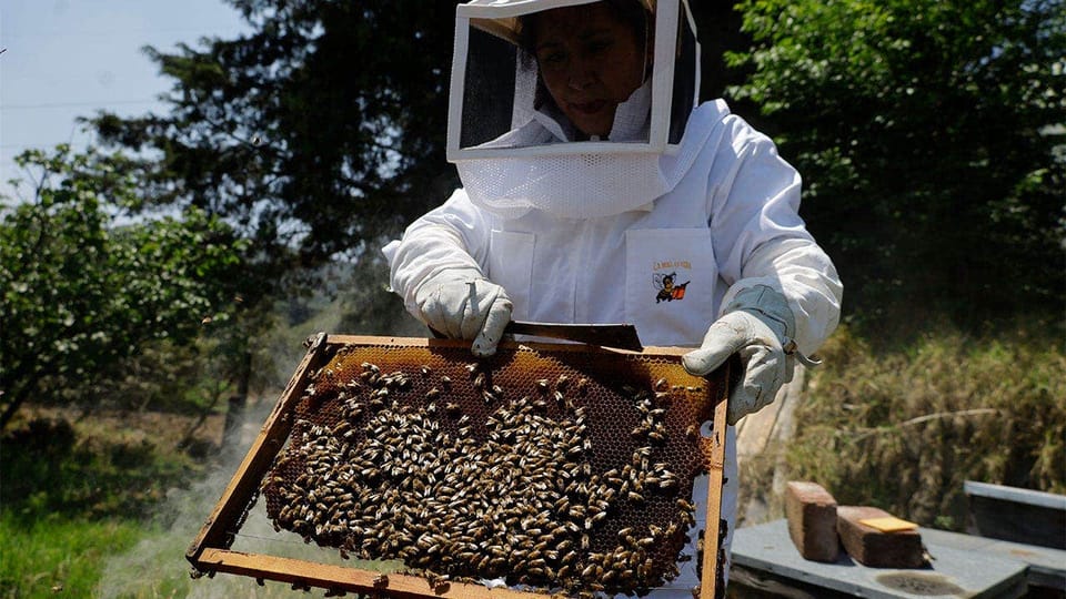 Florida Community Deploys AI Robotic Beehives to Combat Colony Collapse